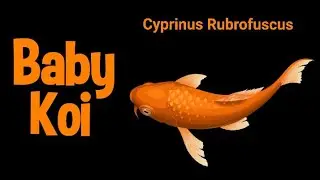 Baby Koi / Cyprinus Rubrofuscus