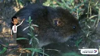 Woodland Vole