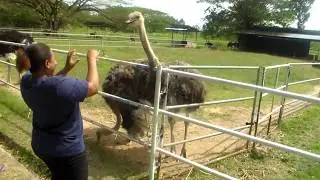 Ostrich Farm Tour......... Animals and their Natural Sounds