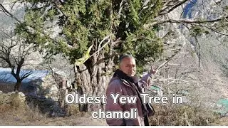 The Oldest Yew Tree at Jelum in District Chamoli, Uttarakhand