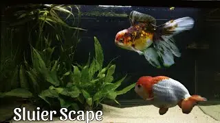 Mijn SLUIERSTAART Aquarium: Scape en Planten! //Nickey//