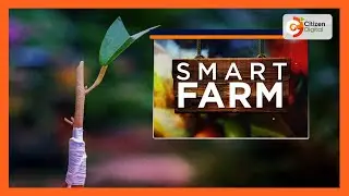 Smart Farm | Focus on top working technique in Siaya
