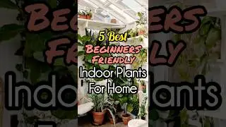 Easy to grow indoor plants | Beginner friendly house plants | Best beginner friendly plants #shorts