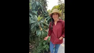 Choosing the Best Fruit Tree: Loquat
