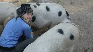 Pregnancy Checking our Pigs Using the Preg Tone!
