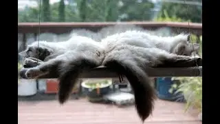 Лежанка подвесная для кошек SUNNY SEAT WINDOW MOUNTED CAT BED