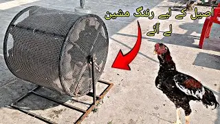 Aseel ke liye running machine banwa li #chajjuaseel #chicken #pets 