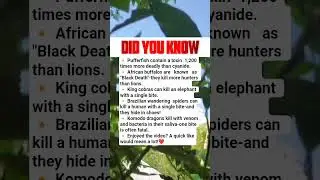 A king cobra&rsquo;s single bite can kill an elephant.