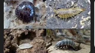 woodlice Asseln very useful kịnda cute not even insects;