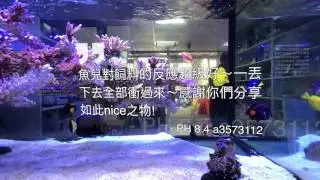 [Ultra Fresh - 鮮蝦食譜 ]挑嘴海水魚的馴餌聖品，全球玩家強力推薦!