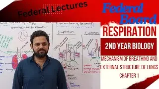 Mechanism of Breathing | External structure of Lungs | Class 12 | NBF | Federal board | FBISE | KPK