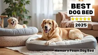 Best Orthopedic Dog Beds 2025 🐾 | Memory Foam Support for All Breeds