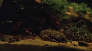 Peaceful Aquarium Cinematic | Sony A7 IV