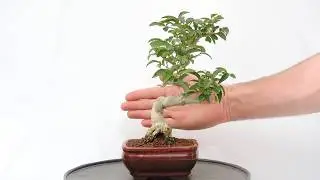V&iacute;deo 360&ordm; Bons&aacute;i Ligustrum sp-Aligustre-Ligustro de Jap&oacute;n. ref:LG13