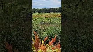 Flower and sunflower farm