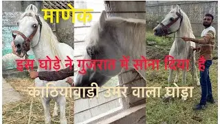 काठियावाड़ी माणेक जो दे सुका है गुजरात में सोना હાલો રાની ને લઇને માણેક ઘોડા પાસે મીઠાપુર નાગેશ્રી