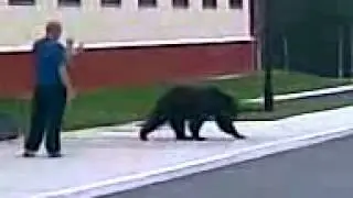 Медвежонок пришел к общежитием проводить людей на работу Рогожниковское местонахождение