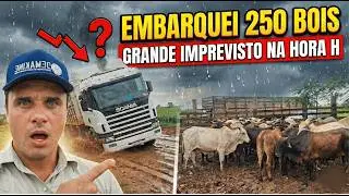 Embarquei 250 Bois e Tivemos Um Grande Imprevisto na Hora H