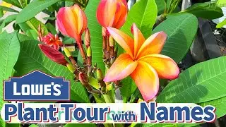 Plant Shopping/ Lowe's Garden Center Florida Zone 9b/ Plant Tour with Names Relaxing Music June 2023
