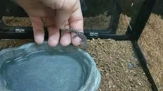 Marbled Geckos | Reptile Life