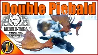 Two Piebald Bull Moose on the Moose Grind! | theHunter Call of the Wild
