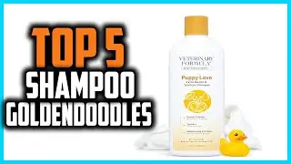 ✅Top 5 Best Shampoo For Goldendoodles in 2025