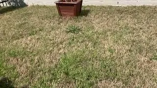 How to Identify and Treat Poa Annua