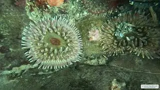 Stubby Rose Anemones | Vancouver Island | Underwater 4K | Snorkelling | 24 01 2026