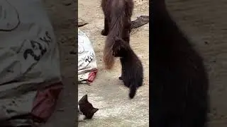 aduh.. digigit kutu atau semut itu?