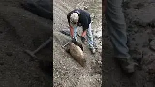 Cracking open a big concretion Ammonite gem fossil