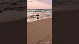 #dogs running in the #sunset in #srilanka #beautiful #destinations #cute #travelvlog #trending #wow