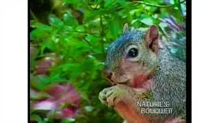 Moodtapes Nature's Bouquet Promo