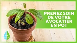 ENTRETIEN de L'AVOCATIER en POT 🥑🌱 Arrosage, taille, rempotage et plus !