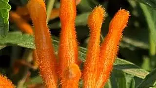 אוזן ארי אפריקנית أذن الأسد الذنبية Leonotis leonurus