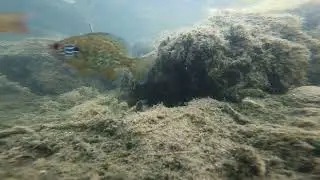 Gemeiner Sonnenbarsch (Lepomis gibbosus)  Brutpflege am Natursee