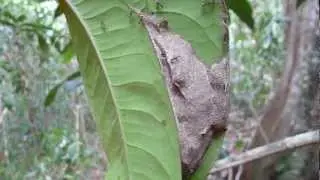 Arboreal ants, Atlantic forest, northeastern Bahia, Brazil