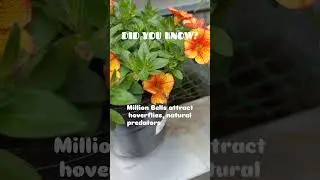Million Bells Secret: Built-In Pest Control Organic Garden Hack #GardenTips #GardeningForBeginners