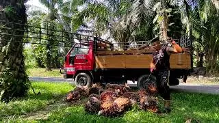 VLOG SAWIT EPS.5//KERJA LAGI‼️ POTONG DAN MELOADING SAWIT..KEBUN 4EKAR