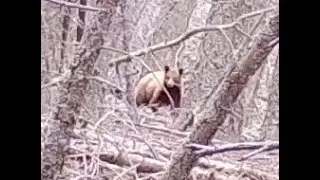 Spring Black Bear Spot and Call 2024