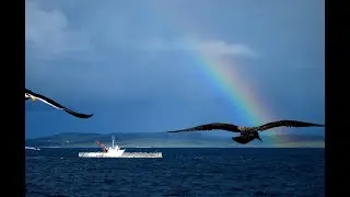 Bluefin Tuna Ranching - Port Lincoln - Harvest