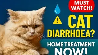 How to Treat Cat Diarrhoea at Home | Cat & Kitten Diarrhoea Causes & Treatment | Kitten Loose Motion