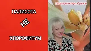 🥳💖🎉 Хлорофитум НЕ хлорофитум  #хлорофитум #палисота #рекомендации #растения #plants