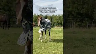 Write your horses name in the comment section 😍 #horse #horses #pony #rider #riding #equestrian