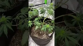 In week 3/4 #Blimburn/Cherrypie #Fastbuds/Wedding glue #vivosungrow