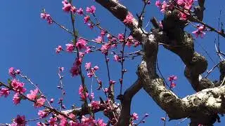 Fresno County Blossom Trail 03/16/2019
