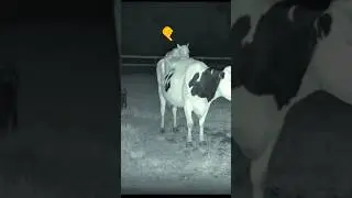 Security camera captures strange creature on a ranch in southern Mexico.