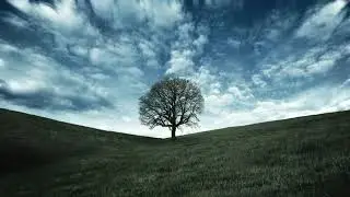 Tree Background No Copyright Video | Lone Tree Copyright Free Videos | Free Stock Videos | Footage