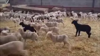 Agneaux en bergerie