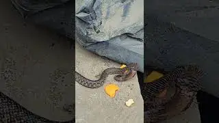 #snake #fishing #hunting #skills #vairalvideo #goviral