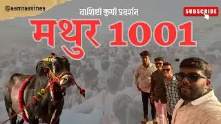 Mathur 1001 In Chiplun Washisthi Krushi Mahotshav || मथुर १००१ चिपळूण मधे वाशिष्ठी कृषी महोत्सव